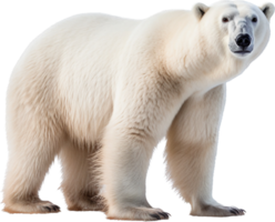 polair bears PNG met ai gegenereerd