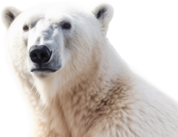 Polar- Bären png mit ai generiert