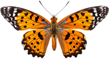 Butterfly png with AI generated.
