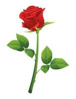 A red rose vector illustration isolated on white background