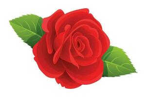 Beautiful red rose vector illustration isolated on white background