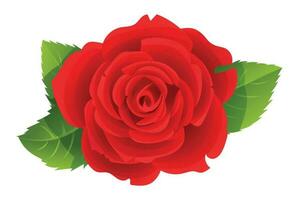 Beautiful red rose flower vector illustration