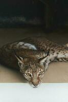 Portrait of wild lynx lying on a floor looking at camera. photo