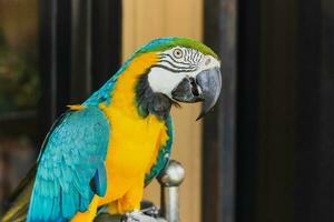 South American macaw ara parrot sitting outdoor close up. photo