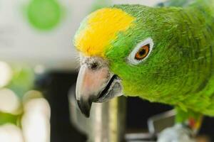 Close up head shot of green color parrot in nature background. photo