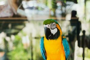 South American macaw ara parrot sitting outdoor close up. photo