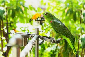 Green color ara macaw parrot bird in the zoo. photo