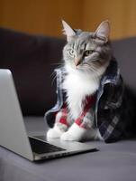 Cat with fashionable dressing. Concept of hardworking pet. image photo