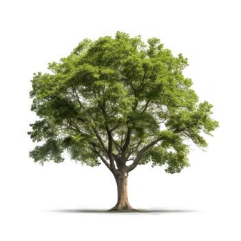 Big tree isolate on white background. photo