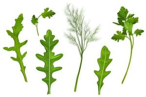 Spice leaves, parsley, dill and arugula vector