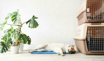 Cute mixed breed dog lying on cool mat looking up on white wall background photo