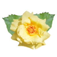 gul reste sig blomma element png