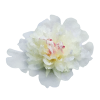 blanc fleur élément png