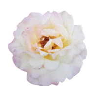 Rosa flor elemento png