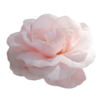 Rose fleur élément png