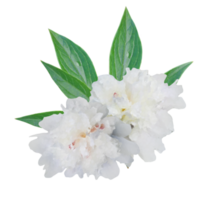 white flower element png