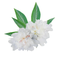 blanco flor elemento png