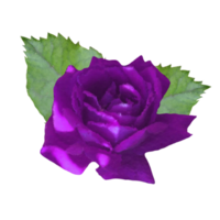 purple rose  flower png