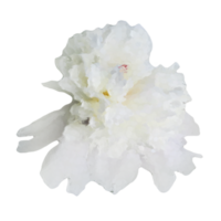 white flower element png