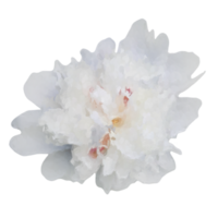 blanc fleur élément png