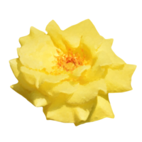 yellow rose  flower element png