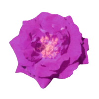 roxa rosa flor png