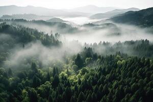 Aerial view of foggy forest, photo
