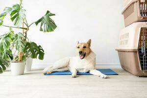Cute mixed breed dog lying on cool mat looking up on white wall background photo