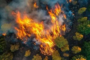 Aerial view wildfire in woods, draught and hot weather. photo