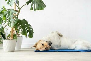 Cute mixed breed dog lying on cool mat looking up on white wall background photo