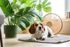 Cute dog lying on cooling mat in hot day at home. photo