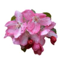 Close up apple spring flower with rain drops concept photo. png