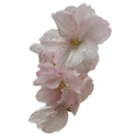 vicino su rosa sakura fiore con pioggia gocce concetto foto. png