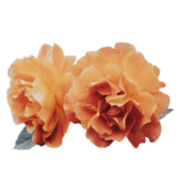 Close up yellow rose flowers under rain isolated PNG photo with transparent background.