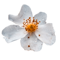 Blossom dog rose flower with raindrops isolated PNG photo with transparent background.