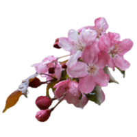 dichtbij omhoog appel voorjaar bloem in de regen concept foto. png