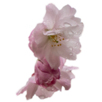 proche en haut rose Sakura fleur avec pluie gouttes concept photo. png