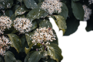 Blooming Choisya flowers in the forest in spring isolated PNG photo with transparent background.