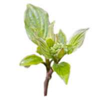 Close up twig with young leaves and rain drops concept photo. Young branches, stems in springtime. png