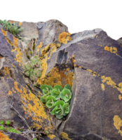 Close up succulent on the rocks concept photo. png