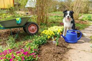 Outdoor portrait of cute dog border collie with watering can and garden cart in garden background. Funny puppy dog as gardener fetching watering can for irrigation. Gardening and agriculture concept. photo