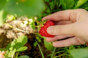 Gardening and agriculture concept. Woman farm worker hand harvesting red ripe strawberry in garden. Woman picking strawberries berry fruit in field farm. Eco healthy organic home grown food concept. photo