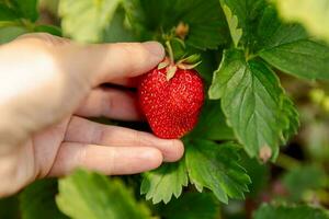 Gardening and agriculture concept. Woman farm worker hand harvesting red ripe strawberry in garden. Woman picking strawberries berry fruit in field farm. Eco healthy organic home grown food concept. photo