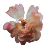 cerca arriba Rosa florecer flor debajo lluvia aislado png foto con transparente antecedentes.