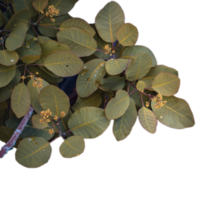 Close up spring twigs in rain weather concept photo. png