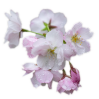 Close up spring pink flower with rain drops concept photo. png