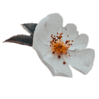 Wild rosehip blossom flower with raindrops isolated PNG photo with transparent background.