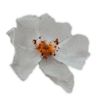 Wild blossom dog rose flower under rain isolated PNG photo with transparent background.