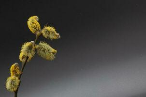 Sprig of young willow with yellow pollen on fluffy soft flowers on a black background. Subject photo. Photo of high quality. Horizontal.