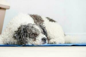 Cute mixed breed dog lying on cool mat looking up on white wall background photo